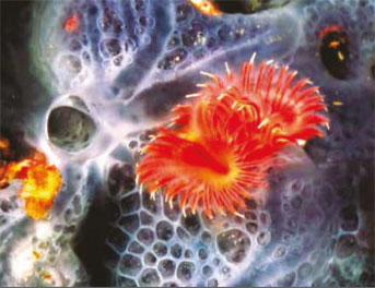 Il ciuffo branchiale del verme tubicola Serpula vermicularis